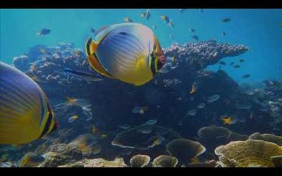 Coral reefs in Phuket Thailand - Slow Visuals