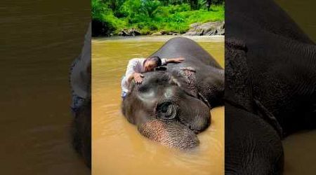 Elephant Bath 