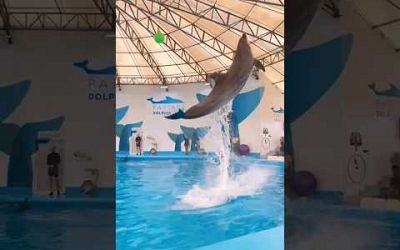 Pattaya Dolphinarium • #1 Dolphin Show in Asia! 