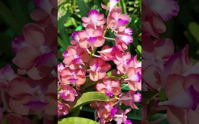 Màu sắc dễ thương lại có hương thơm dịu ngọt - Bangkok Sunset Hồng Hotgirl #melantv #orchid
