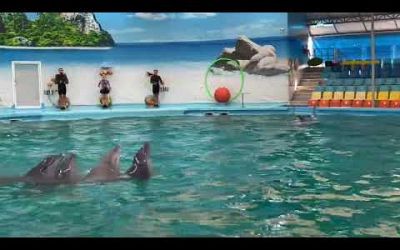 Dolphins Bay Phuket Thailand