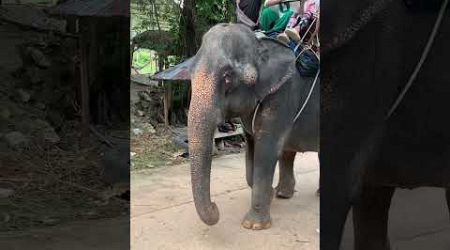 Really tired Elephant in Phuket looked sad