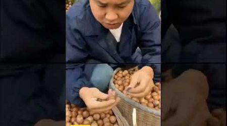 Taste the Trends: Exploring Trending Fruits in Rural Chinese Farms!
