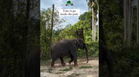 Time to go inside Bukit Elephant Park #elephant #cuteanimals #elephantsanctuary #phuket #phuket