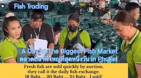 A Day at The Biggest Fish Market ตลาดปลาที่ใหญ่ที่สุดหนึ่งวัน in Phuket / Fish Trading #fishing