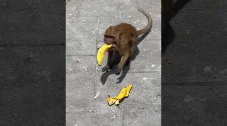 Обезьянки #обезьяны #тайланд #phuket #monkey #пхукет2024
