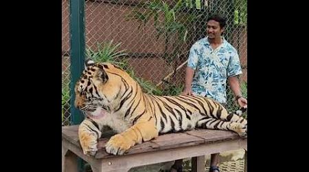 Tiger Kingdom Kathu Phuket Thailand tour #shorts #tigerkingdom #tigerpark