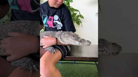 Holding a Crocodile in Phuket Thailand! #shorts