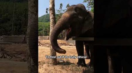 Phuket Elephant Sanctuary #thailand #phuket #fyp #youtubeshorts #elephantsanctuary #travelling