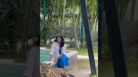 TIGER PARK | PHUKET | Thailand #tigerpark #trendingshorts @smithukidayil