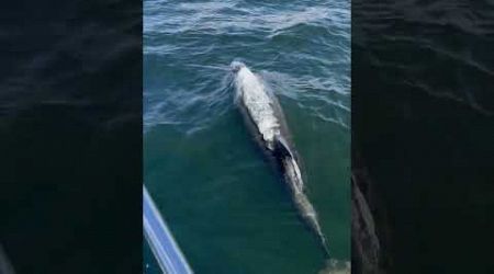 Dolphin Pod Joins Yacht on Firth of Clyde