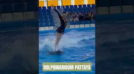 Dolphinarioum pattaya #ytshorts #viral #thailand #turistplace #pmvlogs #dolphin #1k