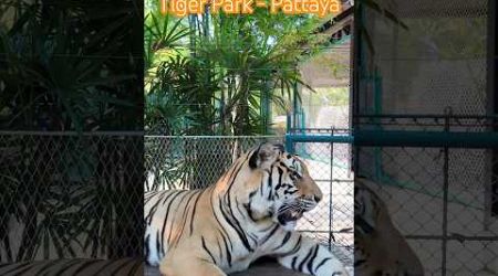 Giant Tiger in Tiger Park pattaya | #tigerpark #thailandtour #pattayaattractions