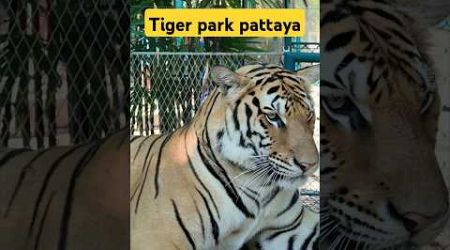 ❓Tiger attack ❓❓| #tigerpark #pattaya #shorts