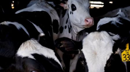Bird flu likely circulated in US cows for 4 months before diagnosis