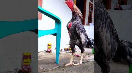 Ayam Bangkok Jantan Berkokok #shotrs