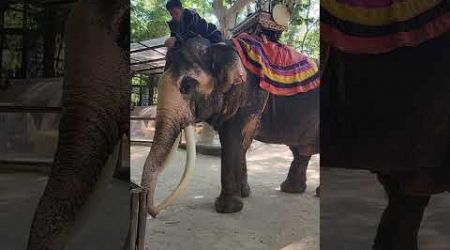 The Elephant Village Pattaya Thailand #Shorts