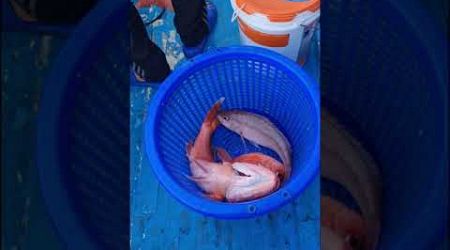Phang Nga deep sea fishing trip