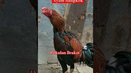Ayam Bangkok pukulan Keras #shortvideo #viral #ayam #ayamkampung #pakanayambangkok
