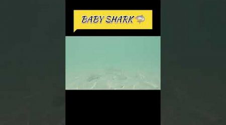 Baby Shark #mayabay #phuket #thailand