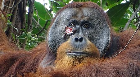 Orangutan in the wild applied medicinal plant to heal its own injury, biologists say