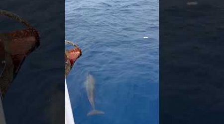 Dolphins swim along with yacht!! #shorts #dolphins #Yacht #marinelife #indonesia #sealife #ocean