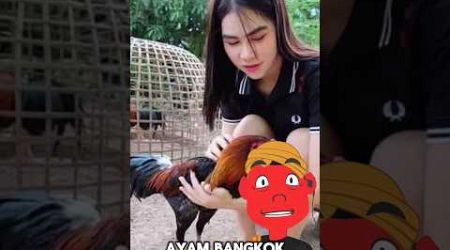 Asal Usul Ayam Bangkok Ekor Lidi Yang Unik