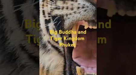 Big Buddha and Tiger Kingdom Phuket