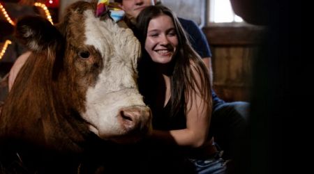 Cow-cuddling sessions at US farm under threat from bird flu