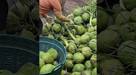 Hardworking Thai Lady! Coconut Cutting Skills - Fruit Cutting Skills