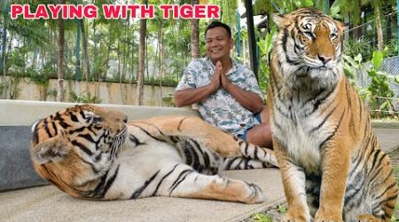 Playing with the real Tiger in Phuket Thailand 