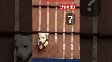 ช่วยด้วย เข้าเหมือนบ้านตัวเองเลยลูกพี่..!! #shots #thailand #น่ารัก #ตลก #animals #หมา #dog