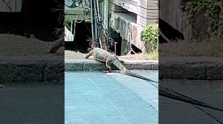 Monitor Lizard p2 | Family Komodo | Lumpini Park Bangkok | Thailand