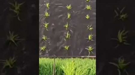 Growing rice automatic beautiful process. Amazing farming technology