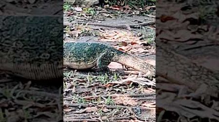 Monitor Lizard | Family Komodo | Lumpini Park Bangkok