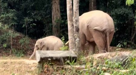 Khao Yai — Thailand national park. Great mountain, great scenery, big elephant !