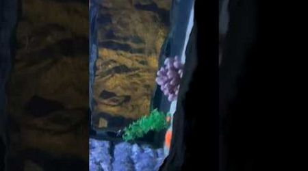 The under water world pattaya thailand aquarium tunnel fishes corals bangkok