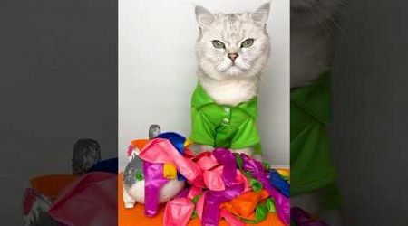 Balloon trick gone wrong. Popular life hacks #cuddleclawshow #hacks #funny #foryou #catchef #cats