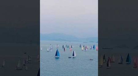 Yacht Race in Hongkong @South Island #yachts #sailingSport #yachtFestival #shortsvideo #shorts