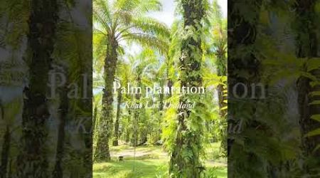 Pal plantation, Khao Lak, Thailand. Tropical natura, Phang-nga, explore forest, nature living