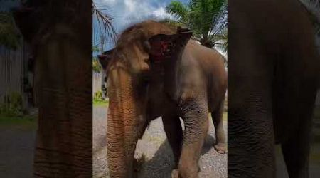 присоединяйтесь к нашей телеге: wanderlust_travellers #phuket #thailand #travel #слоник #слоны