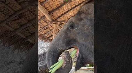 Listen sound of elephant’s joy! #elephant #cuteanimals #elephantsanctuary #phuket #thailand #nature