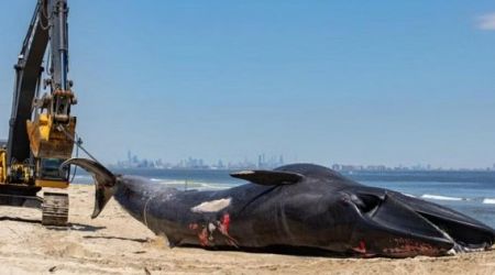 13m-long whale carcass on bow of cruise ship baffles New York authorities