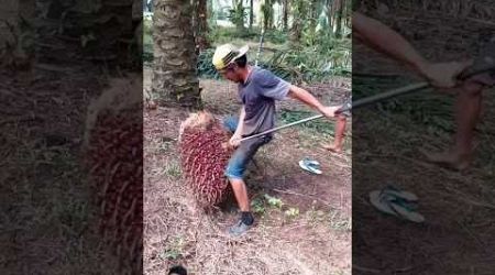 angkat sawit besar #sawit #indonesia #petani #viral #thailand #fyp