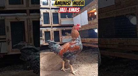 Ayam Bangkok Broiler Jali Emas jumbo #ternakayam #hasafarm #short #animals