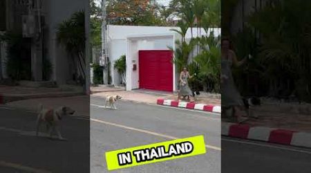 Guard your pups#thailand#dog#attacks#travel#pattaya