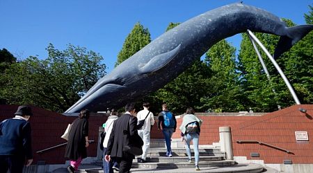 Japan proposes expanding commercial whaling to fin whales 