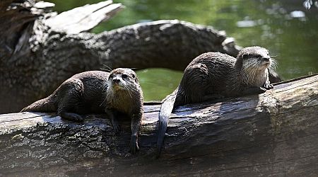 Tiere: Kampf gegen Speckrollen: Auch Otter brauchen Sport