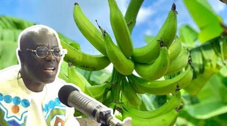 &quot; PLANTAIN AND OTHER HEALTHY CARBS ARE GOOD FOR HEALTH&quot;- Oheneba Ntim Barimah