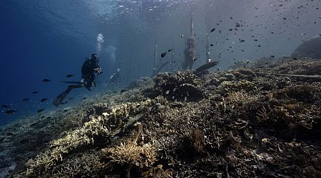 La Thaïlande ferme l'accès à une île pour lutter contre le blanchissement des coraux